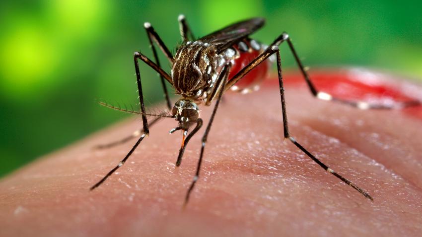 Virut Zika và khả năng gây teo não chu sinh 1