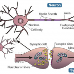 Huperzine A – Chất tăng cường dẫn truyền thần kinh