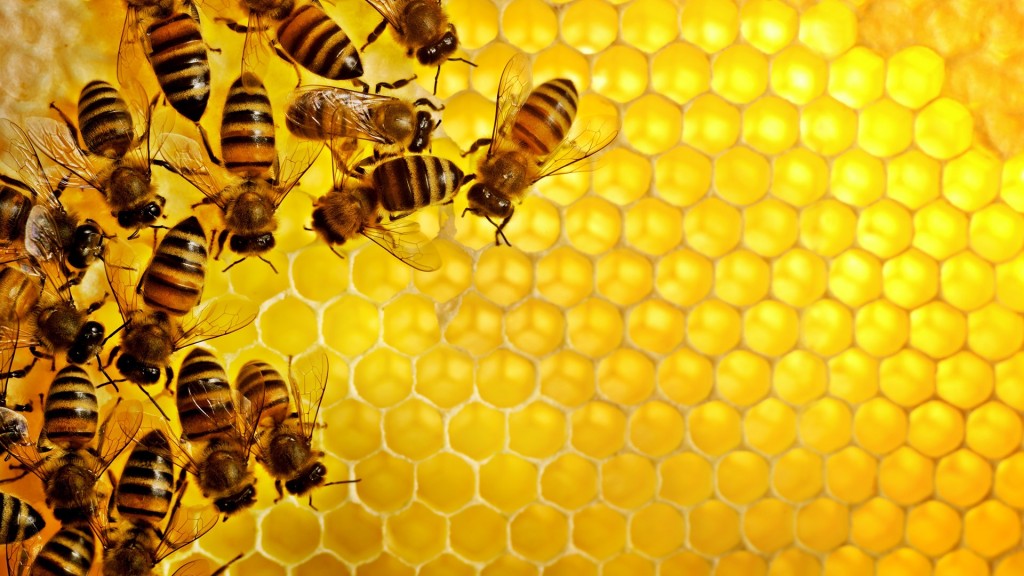 Mật ong cải thiện khả năng ghi nhớ 1